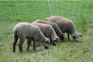 sheep-efficient
